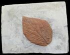Fossil Leaf (Beringiaphyllum) - Montana #68118-1